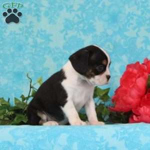Chocolate, Boston Terrier Mix Puppy
